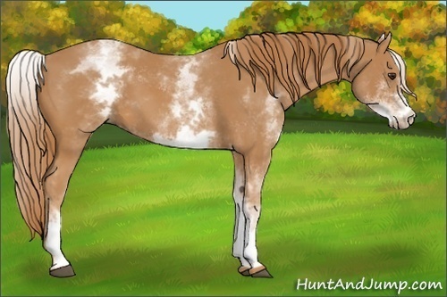 Horse Color:White Spotted Chestnut 