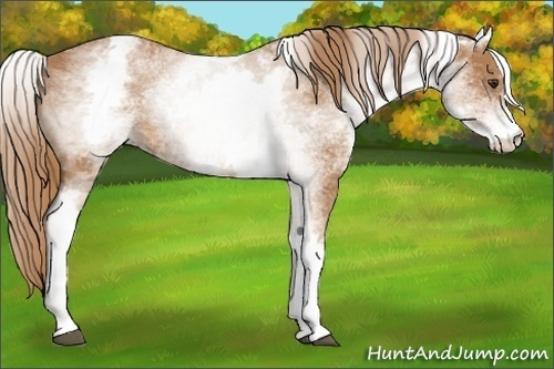 Horse Color:White Spotted Chestnut 