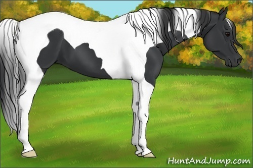 Horse Color:Black Tobiano 