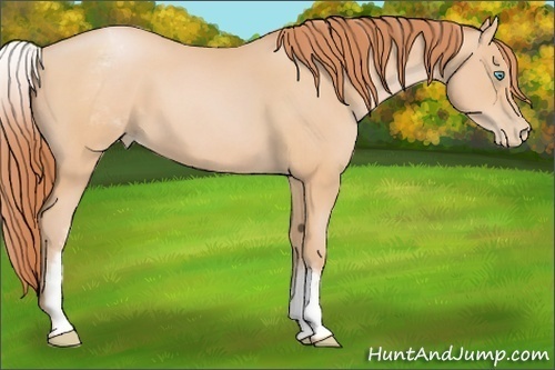 Horse Color:White Spotted Buckskin Pearl