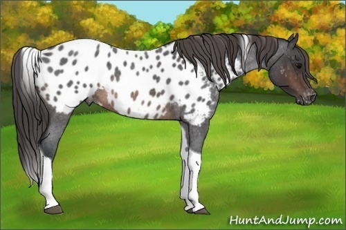 Horse Color:Brown Roan Tobiano Blanket Rabicano