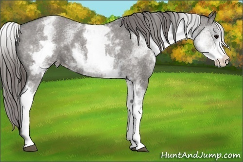 Horse Color:White Spotted Grullo Appaloosa 