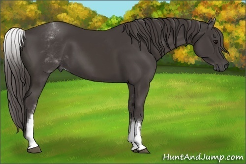 Horse Color:White Spotted Smoky Black Rabicano