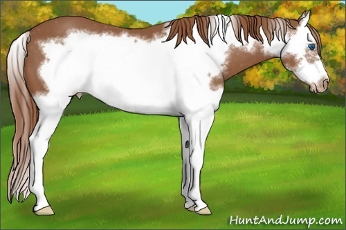 Horse Color:Chestnut Splash Frame Varnish 