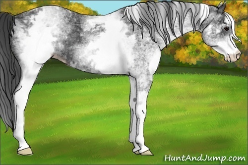 Horse Color:White Spotted Black Varnish Rabicano 