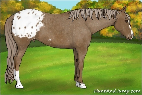 Horse Color:Chocolate Palomino Sabino Blanket 