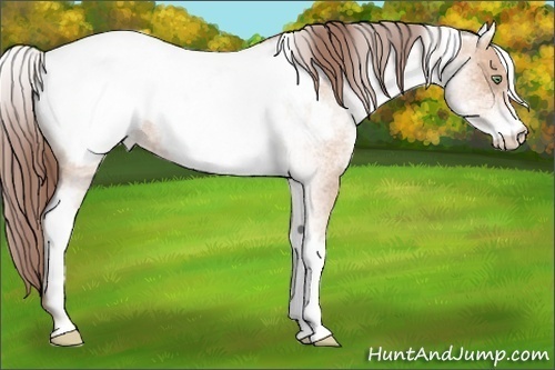 Horse Color:White Spotted Amber Champagne Roan Snowcap Rabicano
