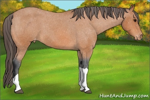 Horse Color: Bay Roan Varnish 