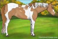 Horse Color:Chestnut Tobiano