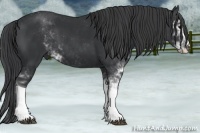 Horse Color:Black Sabino 