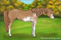 Horse Color:Chestnut Sabino 