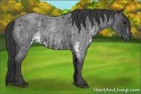 Horse Color:White Spotted Blue Roan Rabicano  Brindle