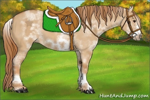 Horse Color:Unknown 