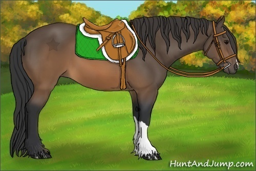 Horse Color:Unknown 