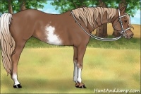 Horse Color:White Spotted Chestnut Sabino