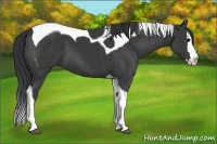 Horse Color:Black Splash Tobiano 