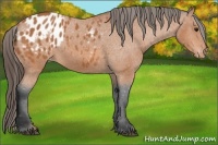 Horse Color:Bay Appaloosa 