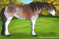 Horse Color:White Spotted Bay 
