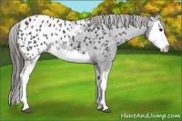 Horse Color:Black Splash Appaloosa 