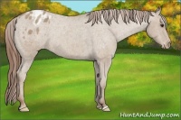 Horse Color:Classic Champagne Roan Blanket Rabicano 