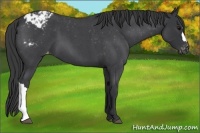 Horse Color:Blue Roan Blanket 
