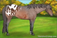 Horse Color:Bay Appaloosa 