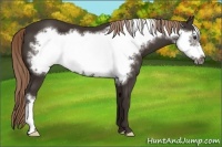 Horse Color:Liver Chestnut Frame 
