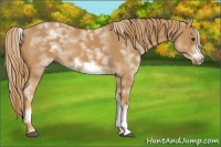 Horse Color:White Spotted Chestnut Frame