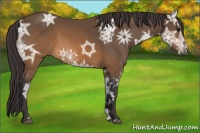 Horse Color:Buckskin Ice Sabino 