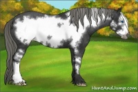 Horse Color:Liver Chestnut Frame Appaloosa 