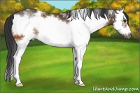 Horse Color:White Spotted Bay Splash Frame Rabicano 