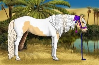 Horse Color:Palomino Tobiano 