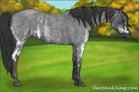 Horse Color:White Spotted Blue Roan Rabicano Brindle