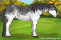 Horse Color:White Spotted Blue Roan Rabicano  Brindle