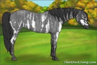Horse Color:White Spotted Blue Roan Rabicano  Brindle