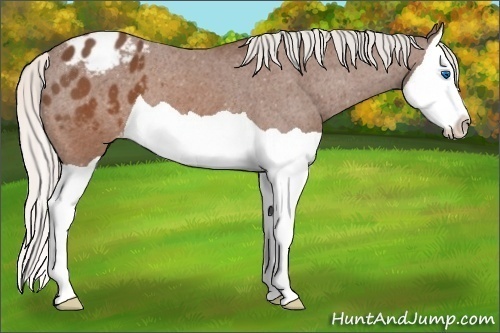 Horse Color:Silver Brown Splash Appaloosa 