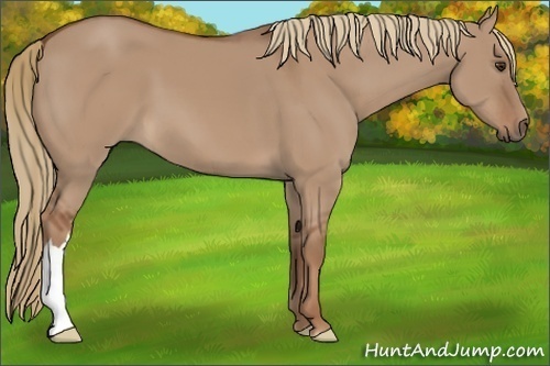 Horse Color: Red Dun 