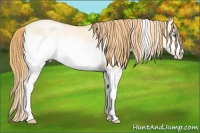 Horse Color:White Spotted Buckskin Pearl Dun Frame 