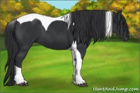 Horse Color:Black Tobiano 