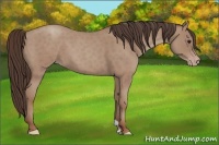 Horse Color:Classic Champagne Roan 