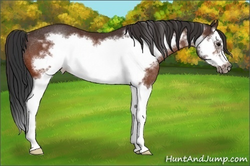 Horse Color:Bay Splash Frame Rabicano 