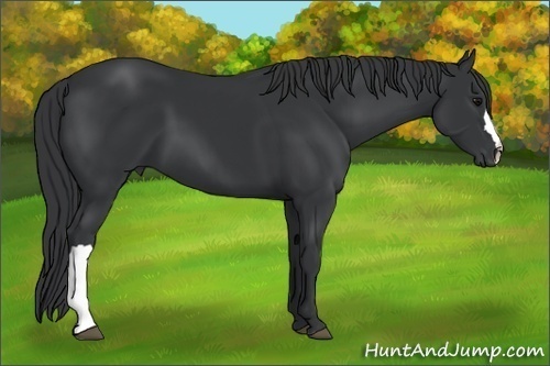 Horse Color: Black 