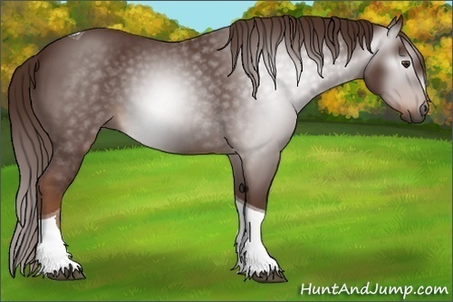 Horse Color:Unknown 