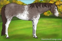 Horse Color:White Spotted Liver Red Roan 