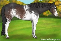 Horse Color:White Spotted Brown Rabicano 