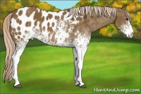 Horse Color:White Spotted Chocolate Palomino Near Leopard 