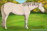 Horse Color:Perlino 