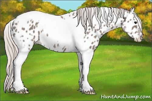 Horse Color:Silver Grullo Tobiano Frame Near Leopard