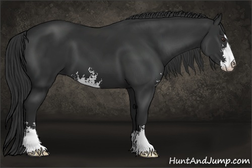 Horse Color: Liver Chestnut Sabino 