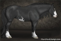 Horse Color:Liver Chestnut Sabino 
